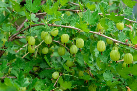 Variety ripe green gooseberries growing on a bushの写真素材