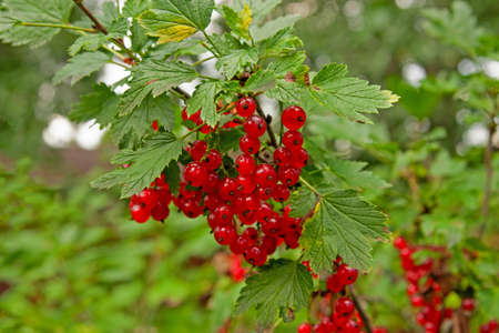 Ripe red currant grows on a bushの写真素材