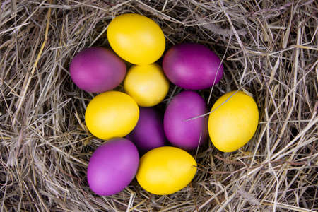 Yellow and purple eggs in a nest top view. Concept easter.