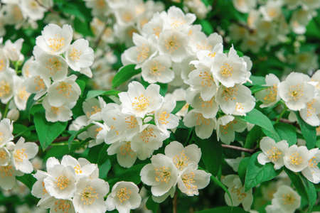Many blooming jasmine flowers on a jasmine tree outdoorsの写真素材