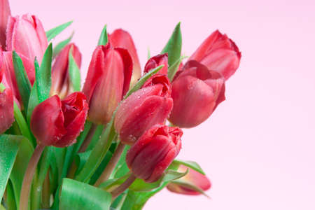 Red tulips with drops of water on a pink backgroundの写真素材