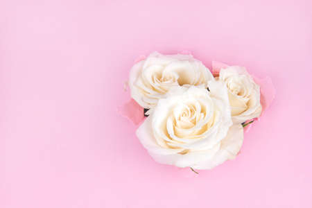White roses through torn paper on a pink backgroundの写真素材
