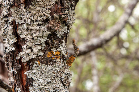 Lichen on the bark of a diseased treeの写真素材