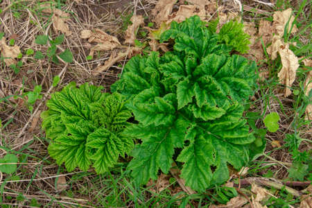 Young sprout of a poisonous and dangerous plant HeraclÃ©um sosnÃ³wskyi.の写真素材