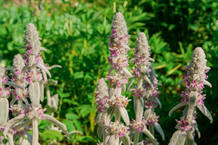 Fluffy flowers Stachys byzantina outdoors. Gardening concept. Horizontal photography.の写真素材