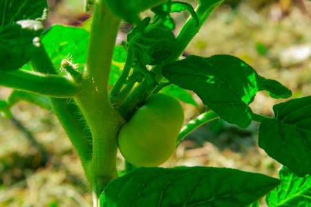Unripe cherry tomato on a branch outdoorsの写真素材