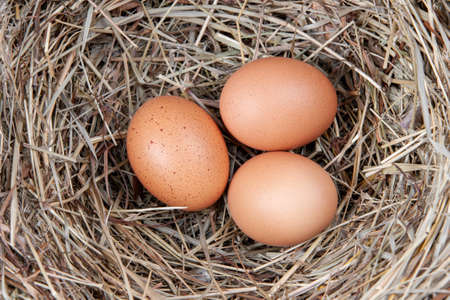 Brown chicken eggs in a straw nestの写真素材