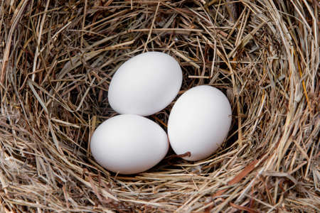 White chicken eggs in a straw nestの写真素材