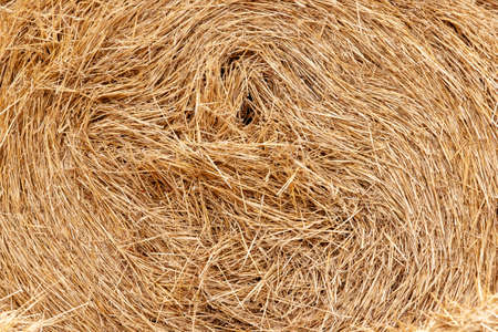 A tightly rolled stack of golden hay in late summer. Agriculture conceptの写真素材