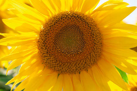 Big ripe yellow sunflower flower outdoors. Horizontal photographyの写真素材