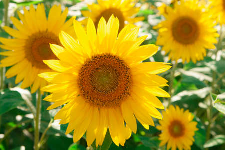 Field of yellow sunflower outdoors. Horizontal photography.の写真素材