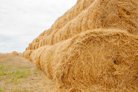 Pyramid of tightly twisted stacks of golden hay at the end of summer with place for copy space. Agriculture conceptの写真素材
