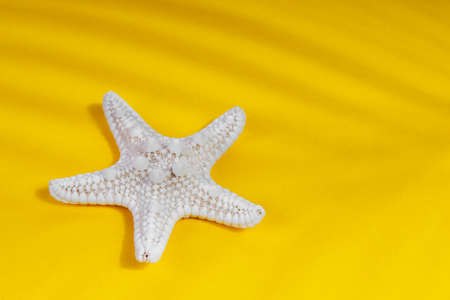 Starfish with shadows from a palm tree on a yellow background. Tourism concept.の写真素材