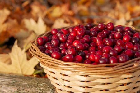 Full basket with juicy red cranberries in a basket on an autumn background of fallen leaves with copy space. Cranberry national holiday and Thanksgiving Day.の写真素材