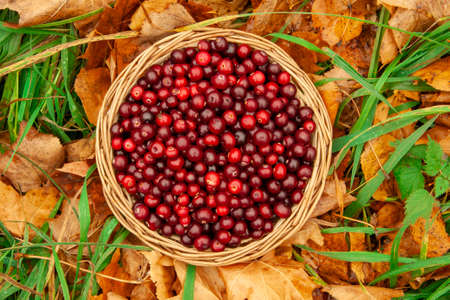 Top view basket with juicy red cranberries in a basket on an autumn background of fallen leaves with copy space. Cranberry national holiday and Thanksgiving Day.の写真素材