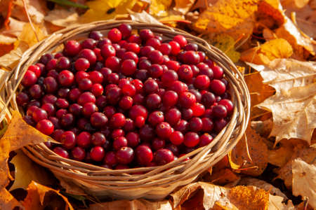 Full basket with juicy red cranberries in a basket on an autumn background of fallen leaves with copy space. Cranberry national holiday and Thanksgiving Day.の写真素材