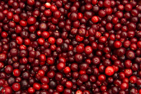 Close up of juicy red cranberries.の写真素材