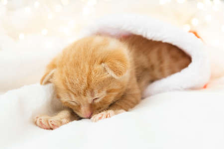 Little Christmas ginger kitten sweetly sleeps in a santa hat. Soft and cozy against the background of the New Years garland. Christmas, home comfort and new year holidays conceptの写真素材