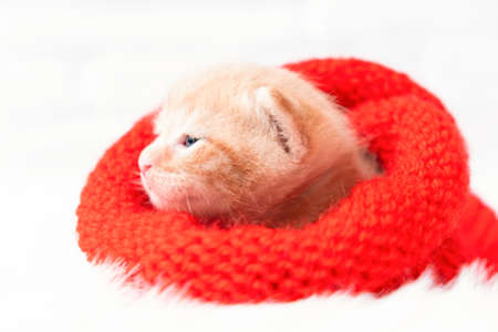 Small Christmas ginger kitten is sweetly basking in a knitted red Santa hat. Soft and cozy with a Christmas tree. Christmas, home comfort and new year holidays conceptの写真素材