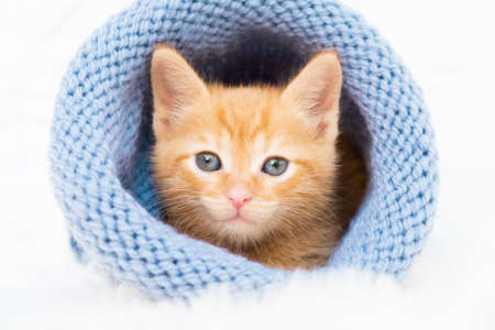 Small ginger tabby kitten is sweetly basking and looking at the camera in a knitted blue hat with copyspace. Soft and cozy. Christmas, home comfort and new year holidays, Valentines Day conceptの写真素材