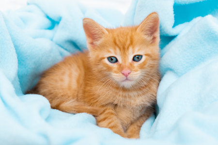 A small red tabby kitten lies comfortably in a blue blanket, looks at the camera. The concept of taking care of pets, winter and spring holidays, Easter, Christmas, New Year, Valentines Day.の写真素材