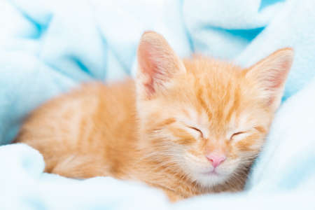 A small red tabby kitten sleeping in a blue blanket. The concept of taking care of pets, winter and spring holidays, Easter, Christmas, New Year, Valentines Day.の写真素材