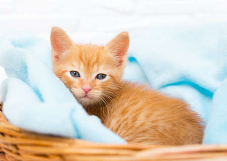 A small red tabby kitten lies comfortably in a blue blanket in a basket, looks at the camera. Concept of taking care of pets, winter and spring holidays, Easter, Christmas, New Year, Valentines Day.の写真素材