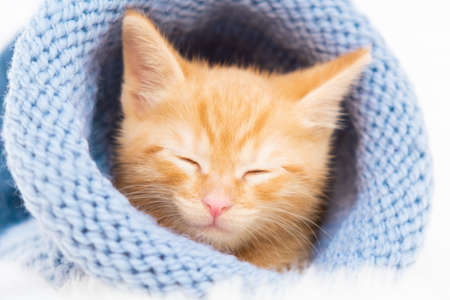 Little orange tabby kitten sleeps in a knitted blue hat. Soft and cozy. Christmas, home comfort and new year and Valentines Day holidays concept.の写真素材