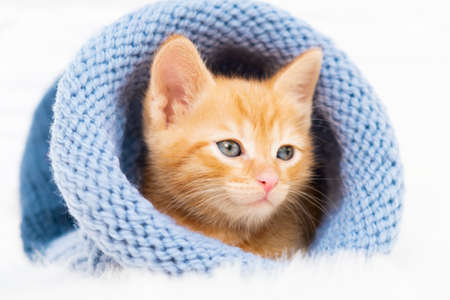 Small ginger tabby kitten is sweetly basking and looks around in a knitted blue hat with copyspace. Soft and cozy. Christmas, home comfort and new year holidays, Valentines Day conceptの写真素材