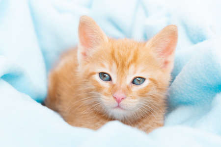 A small red tabby kitten lies comfortably in a blue blanket, looks at the camera. Concept of taking care of pets, winter and spring holidays, Easter, Christmas, New Year, Valentines Day.の写真素材