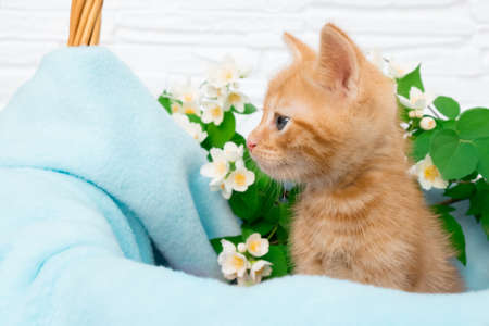 A small red tabby kitten sits comfortably in a blue blanket with copyspace in basket. Concept of taking care of pets, spring holidays, Easterの写真素材