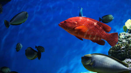 Garibaldi fish in underwater scene. Hypsypops rubicundus underwater. Underwater Garibaldi fishの写真素材