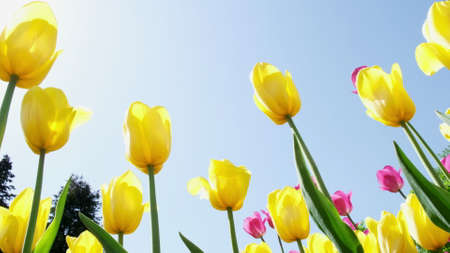Many yellow tulips sway in the wind in an open space in the park. Concept of a greeting card for valentines day, mothers day, international womens day, flower delivery.の写真素材
