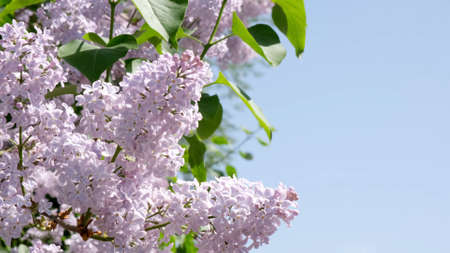 Purple lilac plant blooms in spring in the garden with copyspace. Flowering, spring, agriculture and gardening concept.の写真素材