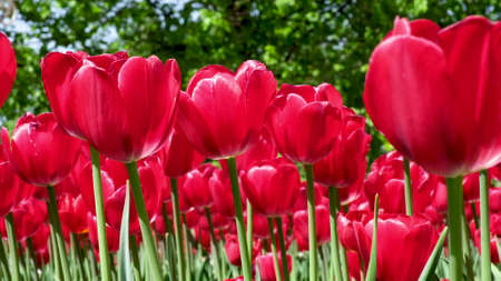 Many red and burgundy tulips sway in the wind in an open space in the park. Concept of a greeting card for valentines day, mothers day, international womens day, flower delivery.の写真素材