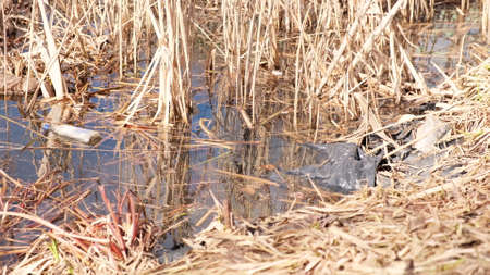 Environmental pollution. Plastic bottles, bags, trash in river, lake. Rubbish and pollution floating in water.の写真素材