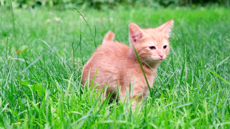 Funny playful red ginger curious tabby kitten walks on grass outdoors in the garden and looks around. Pet care, healthy eating conceptの写真素材