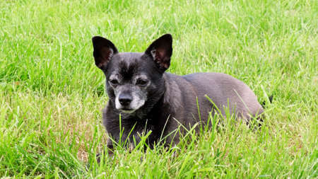 A black chihuahua dog lies in the grass. Summer, petsの写真素材