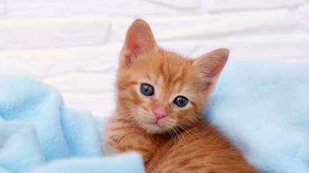 Close up ginger tabby curious kitten sits in a blue blanket and looks around. Pets conceptの写真素材