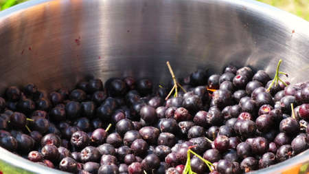 Seasonal harvest of chokeberry. Small business harvesting, cooking and gardening conceptの写真素材