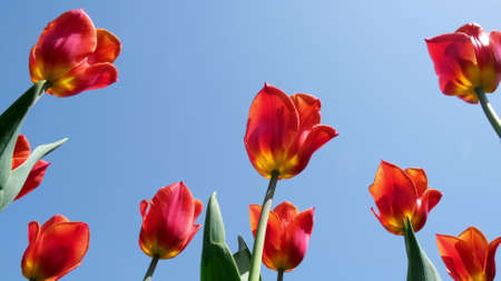 Red tulips sway in the wind in the park bottom view against the blue sky on a sunny day. Concept of a greeting card for valentines day, mothers day, international womens day, flower delivery.の写真素材