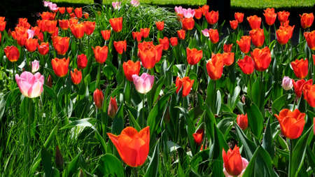Many red and pink tulips sway in the wind in an open space in the park. Concept of a greeting card for valentines day, mothers day, international womens day, flower delivery.の写真素材