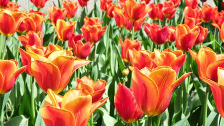 Many orange tulips sway in the wind in an open space in the park. Concept of a greeting card for valentines day, mothers day, international womens day, flower delivery.の写真素材