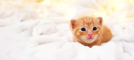 Banner small Christmas orange kitten is sweetly basking with christmas garland on a light soft background. Soft and cozy. Christmas, home comfort and new year holidays, Easter, Valentines Day concept.の写真素材
