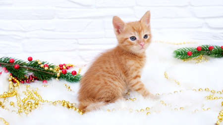 Ginger tabby playful curious christmas kitten sits next to christmas decorations, toys. Christmas and new year holidays conceptの写真素材