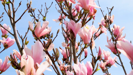 Blossoming magnolia twigs on a blue sky background. The concept of flowering, spring, allergies, gardeningの写真素材