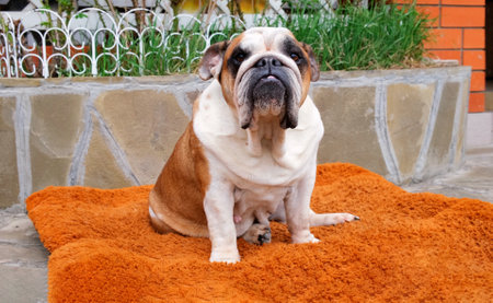 Adult English Bulldog dog sits on a dog bed outdoors and looks at the camera. Pets conceptの写真素材