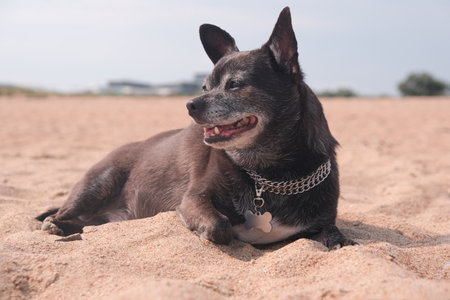 Happy black chihuahua dog smiles and lies on the shore of the sea beach and looks away. Vacation, travel and holiday concept with petsの写真素材