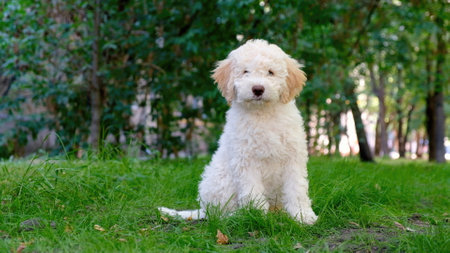 Cute white puppy lagotto romagnolo sitting on the grass and lookicng at camera in summer. Space for textの写真素材