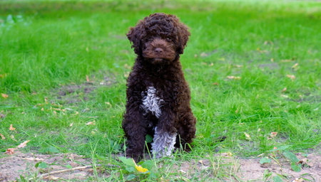 Cute brown puppy lagotto romagnolo sitting on the grass and lookicng at camera in summer. Space for textの写真素材